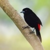 Tangara puntaarenska - Ramphocelus costaricensis - Cherrie's Tanager o1788